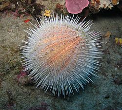 It's important to clean Sea Urchin before cooking